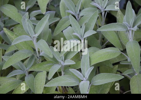 Salbei (Salvia officinalis), eine Heilpflanze, auch Heilpflanze genannt. Salbei ist eine aromatische Pflanze Stockfoto