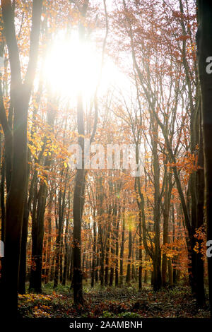 Die Blätter dieser Bäume drehen golden wie die Sonne schließlich durch Nach einem verregneten Tag in diesen Wäldern in Peterborough, Cambridgeshire, am 22. November 2019 bricht. Stockfoto