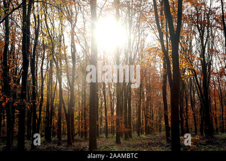 Die Blätter dieser Bäume drehen golden wie die Sonne schließlich durch Nach einem verregneten Tag in diesen Wäldern in Peterborough, Cambridgeshire, am 22. November 2019 bricht. Stockfoto