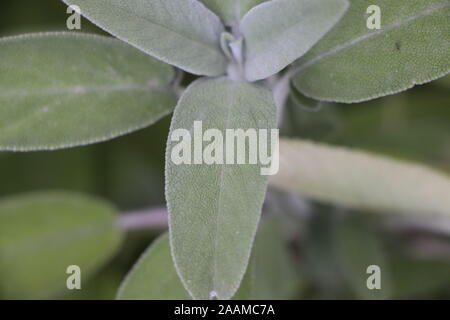Salbei (Salvia officinalis), eine Heilpflanze, auch Heilpflanze genannt. Salbei ist eine aromatische Pflanze Stockfoto
