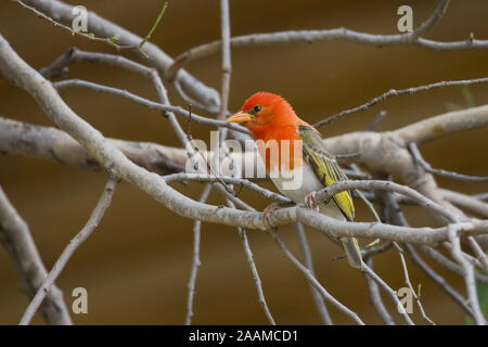 | Scharlachweber Anaplectes melanotis - Rothaarige Weaver Caprivi, Namibia Stockfoto