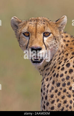 Gepardin in der Savanne Masai Mara, Kenia Stockfoto