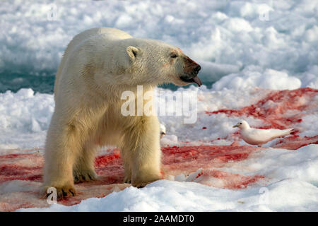 Eisbaer Auf Spitzbergen Stockfoto