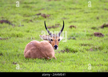 Redunca arundinum Riedbock | - Reed Buck Riedbock Maennchen Mahango NP, Caprivi, Namibia Stockfoto