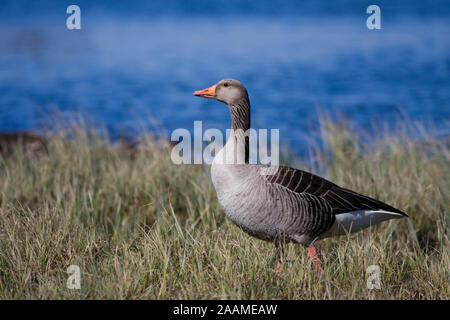 | Graugans Graugans Stockfoto