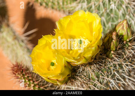 Spring Blossom von großen hellen gelben Blumen aus einer Feigenkakteen in Utah/Arizona Wüste. Stockfoto