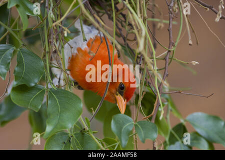 | Scharlachweber Anaplectes melanotis - Rothaarige Weaver Caprivi, Namibia Stockfoto