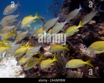 Eine Schule der Französischen Grunzen (Haemulon flavolineatum) Stockfoto