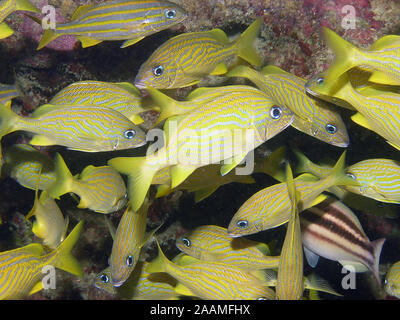 Eine Schule der Französischen Grunzen (Haemulon flavolineatum) Stockfoto