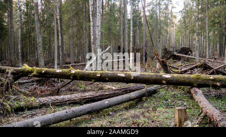 Die Abholzung der natürlichen Wald von Fichten- und Laubwäldern. Stockfoto