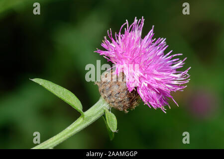 Gemeinsame oder schwarze Flockenblume - Centaurea Nigra Stockfoto