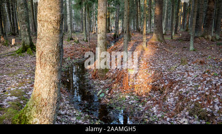 Kleine fließenden Bach in der Mitte des Waldes. Stockfoto