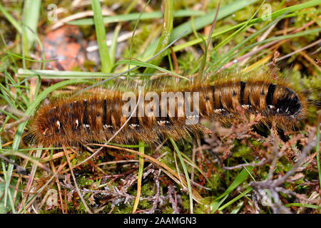 Northern Eggar Lasiocampa Quercus callunae Caterpillar-Rannoch Moor, Schottland Stockfoto