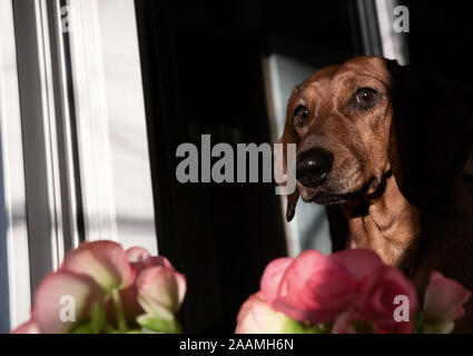Gelangweilt Hund allein zuhause Stockfoto