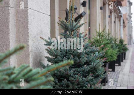 Weihnachtsbäume kleine in einer Reihe. im Topf wachsen. immergrünen Garten Stockfoto