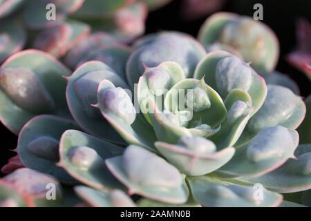 Echeveria "Regentropfen" Pflanze, aus der Nähe. Stockfoto