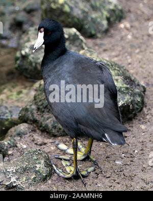 Schwarz Scoter oder Amerikanischen Scoter Vogel in der Nähe vom Wasser, stehend auf einem Felsen mit seinem Kopf, Augen, Schnabel, grüne Füße und schwarzes Gefieder in seiner Enviro Stockfoto