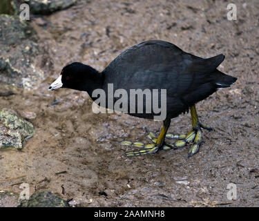 Schwarz Scoter oder Amerikanischen Scoter Vogel in der Nähe vom Wasser, stehend auf einem Felsen mit seinem Kopf, Augen, Schnabel, grüne Füße und schwarzes Gefieder in seiner Enviro Stockfoto