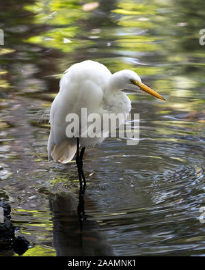 Silberreiher Vogel close-up Profil in das Wasser, dass sein Körper, Kopf, Augen, Schnabel, langen Hals, Beine, weißes Gefieder in seiner Umwelt und umge Stockfoto