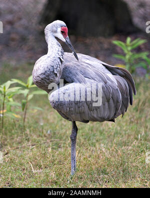 Sandhill Crane Vogel close-up Profil hoch mit einem schönen Laub bokeh Hintergrund in seiner Umgebung und Umwelt während seines Körpers, sp Stockfoto