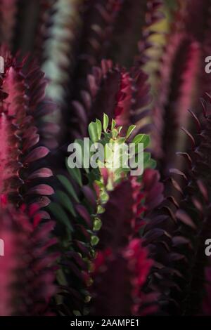 Euphorbia rotundifolia Rubra - Afrikanische Milch Baum Pflanze. Stockfoto