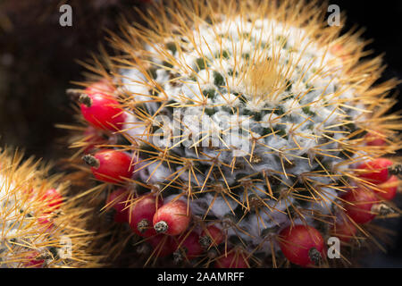 Mammillaria nivosa Kaktus Pflanze. Stockfoto