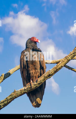 Truthahngeier (Cathartes Aura) auf eine Niederlassung eines toten Baum in Bombay Haken National Wildlife Refuge. Delaware. USA Stockfoto