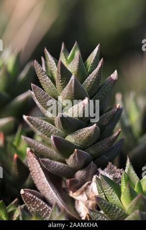 Haworthia Pflanze, aus der Nähe. Stockfoto
