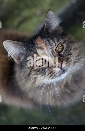 Das Porträt einer schöne Katze. Stockfoto