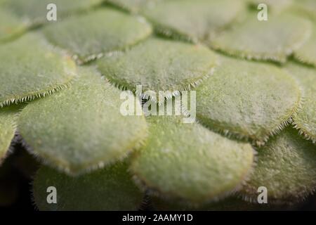 Aeonium tabuliforme Anlage. Stockfoto