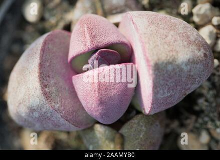 Lithops Pflanze, aus der Nähe. Stockfoto