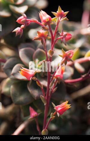 Blühende echeveria "chroma" Anlage. Stockfoto