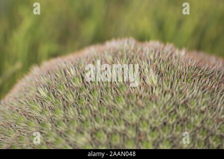 Deuterocohnia buergeri Nahaufnahme Stockfoto