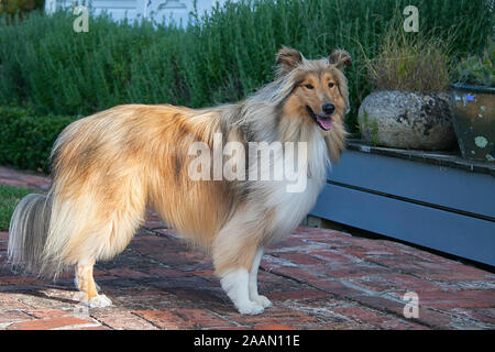 Gut gepflegte weibliche raue Schwarz und Sable Collie in unserem Garten Stockfoto