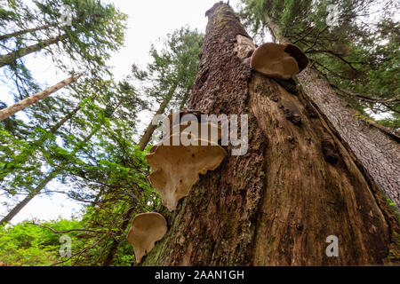 Baum Pilz wachsen in einem Regenwald während einer lebhaften Sommertag. Am Grouse Mountain in North Vancouver, British Columbia, Kanada. Stockfoto