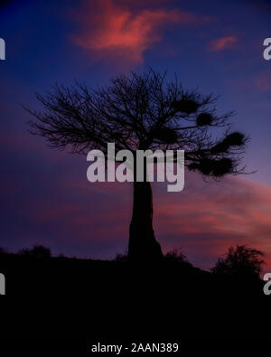 Silhouette von Baobab Baum bei Sonnenuntergang in Botswana, Afrika Stockfoto