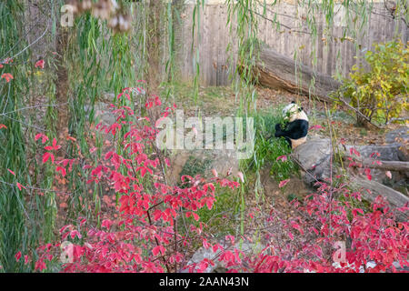 Panda Bei Bei isst Bambus in Hof an der National Zoo in Washington, DC. Die vier Jahre alte Panda nach China im November 2019. #B Stockfoto