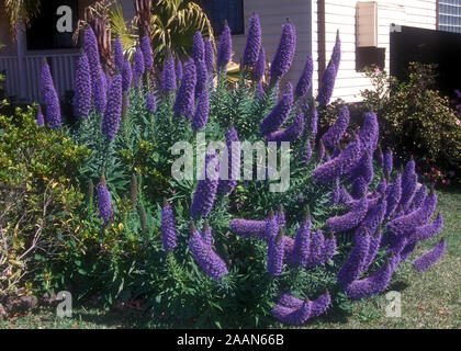 Natternkopf (STOLZ VON MADEIRA) IM GARTEN BETT, New South Wales, Australien. Stockfoto