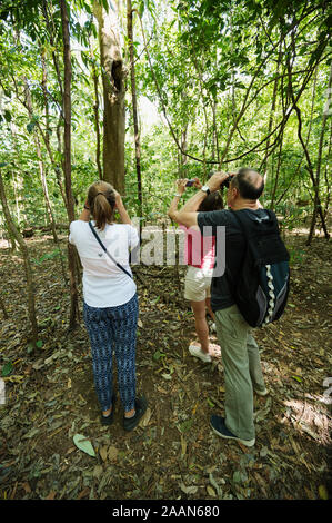 Touristen beobachten Tarsiers in Tangkoko National Park Sulawesi Indnonesia. Stockfoto