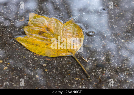 Ein nasses Blatt liegt auf einer Straße in einer Pfütze auf einem kalten Herbsttag Stockfoto