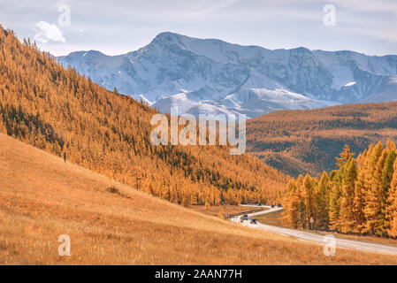 Farbenprächtige Herbstlandschaft mit einer kurvenreichen Asphaltstraße in die Berge, mit Schnee und Wald und goldene Lärchen abgedeckt. Altai, Russland Stockfoto