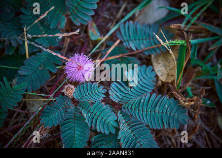 Die empfindliche Pflanze Mimosa pudica, schläfrig Pflanze, Pflanze, Dormilones Stockfoto