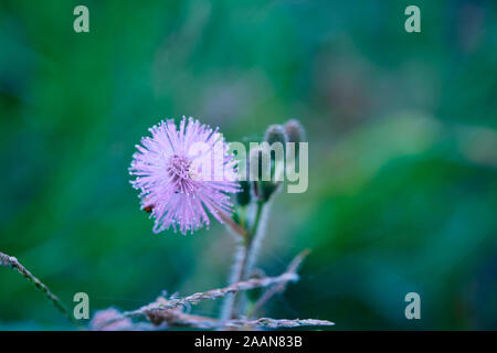 Die empfindliche Pflanze Mimosa pudica, schläfrig Pflanze, Pflanze, Dormilones Stockfoto