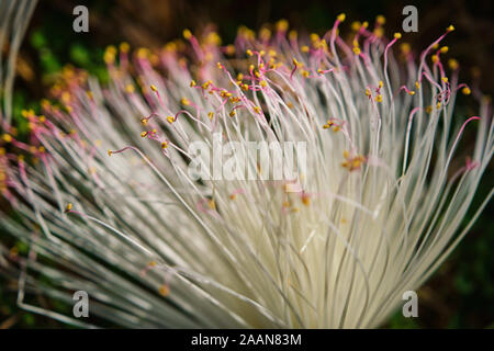 Das Makro von rosa Blumen fruchtblatt Natur Soft Focus Nahaufnahme blur Hintergrund Stockfoto