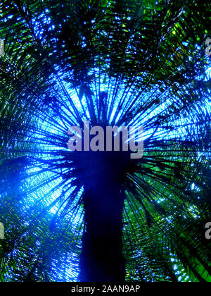Das Licht scheint durch die Wedel unter einer sago Palmen am Mount Coo-Tha Botanischen Garten Brisbane Queensland Australien Stockfoto