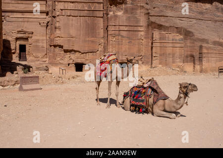 Kamel liegt in der Nähe des Treasury Al Khazneh in die Felsen an Petra, Jordanien geschnitzt Stockfoto