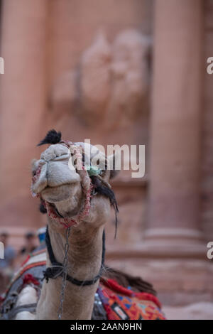 Kamel liegt in der Nähe des Treasury Al Khazneh in die Felsen an Petra, Jordanien geschnitzt Stockfoto