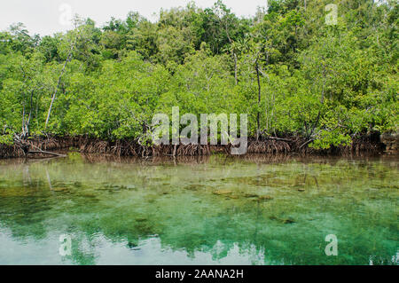 Malerischer Blick auf Mangrovenwälder und Korallenriffe in versteckten Bucht von Gam Island, West Papua Indonesien. Stockfoto
