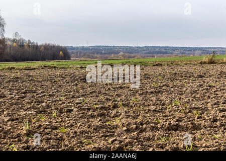 In den späten Herbst. Große gepflügten Feldes. Wiesen und gelb-grünen Wald im Hintergrund. Dairy Farm. Podlasien, Polen. Stockfoto