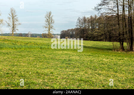 In den späten Herbst. Grüne Gras für eine Herde von Kühen. . Bäume und Wald im Hintergrund. Molkerei Podlasien, Polen. Stockfoto